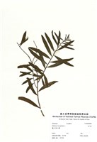 藏品(白千層)的圖片